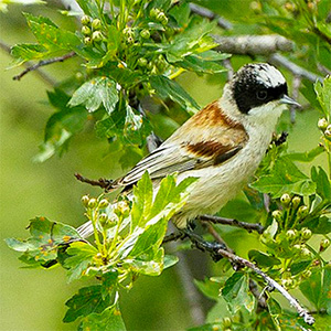 White-crowned Penduline-Tit